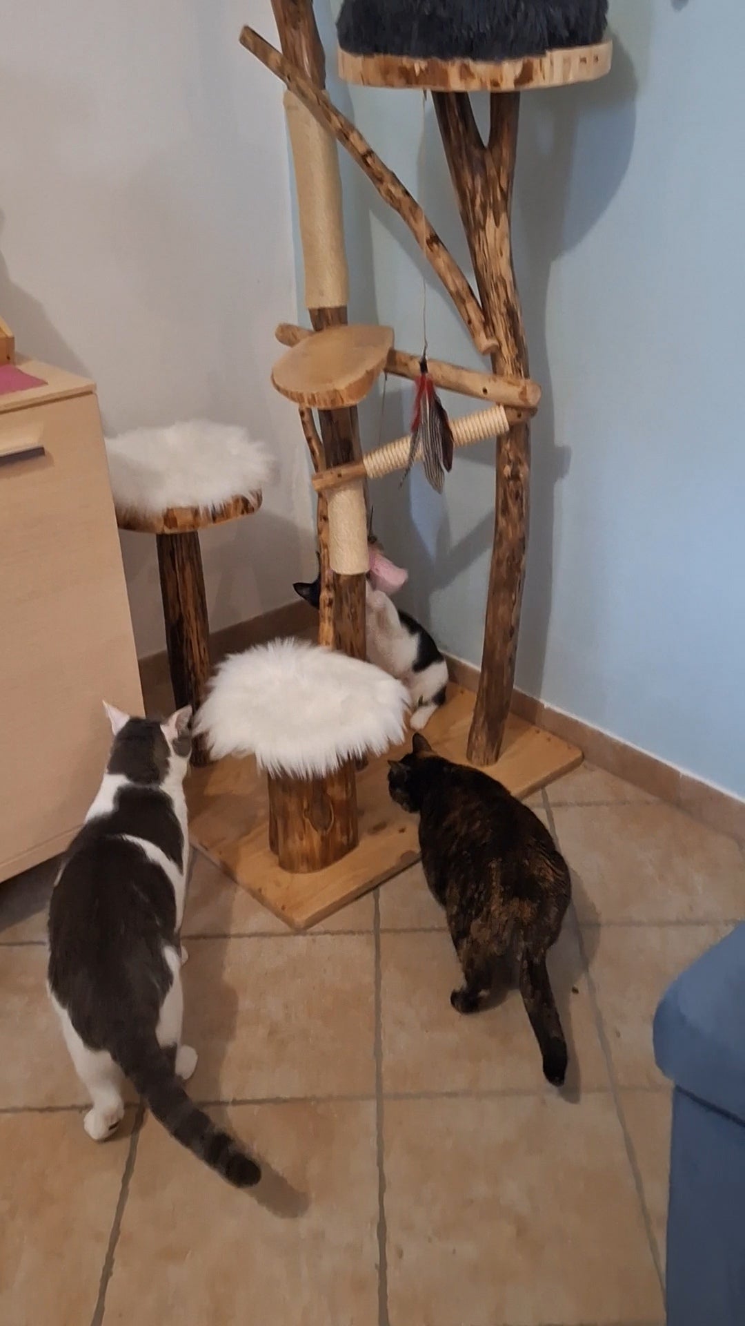 Feline Paradise