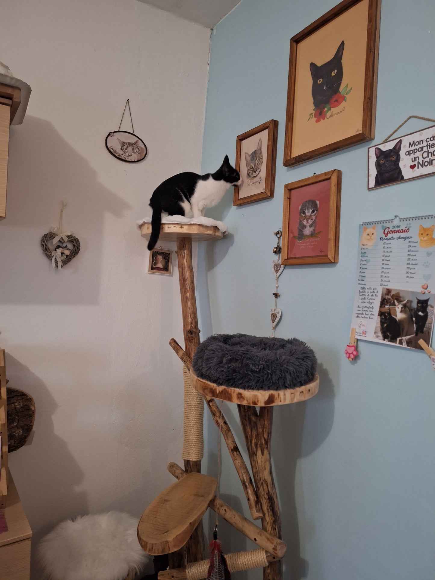 Feline Paradise
