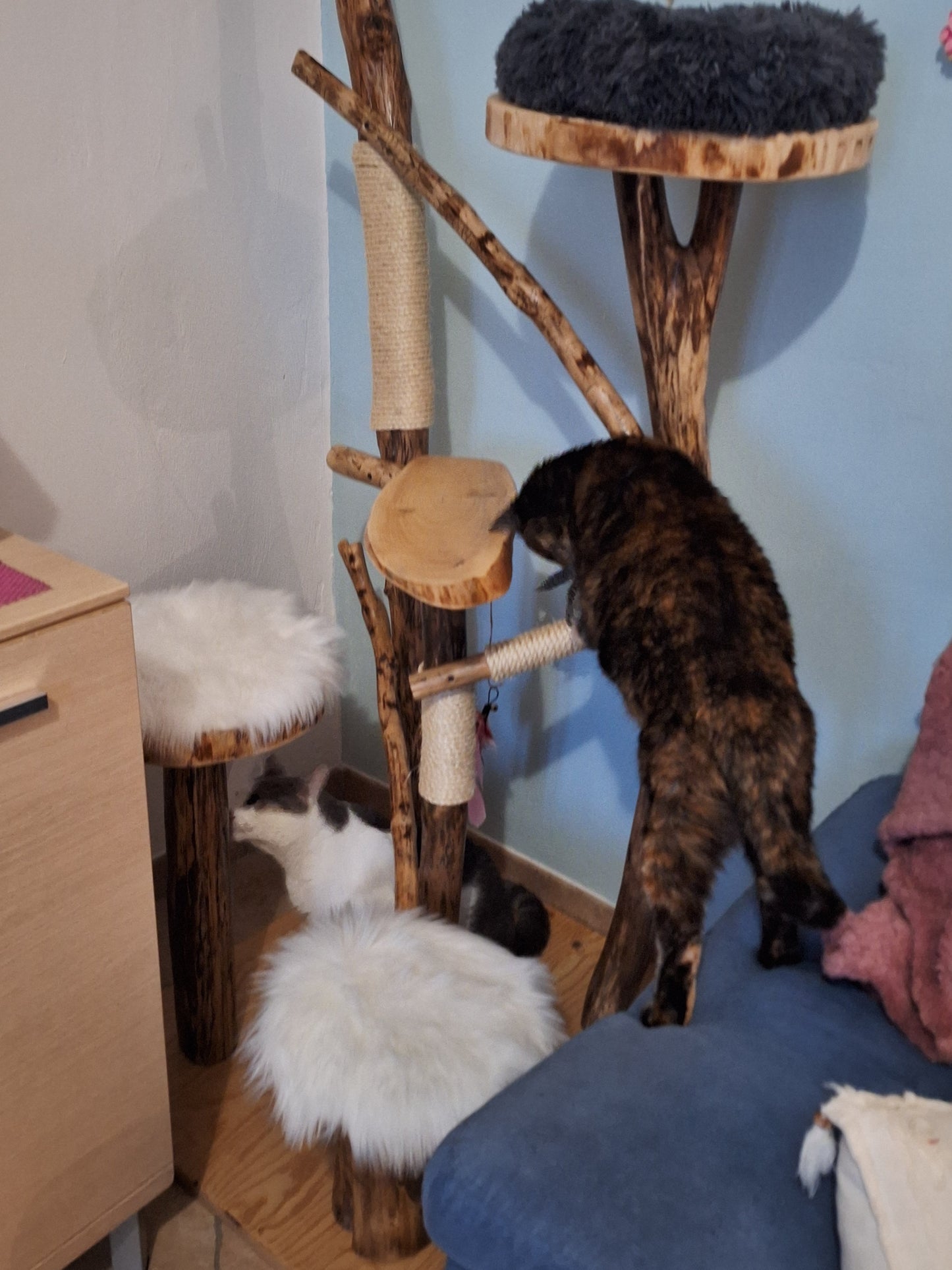 Feline Paradise